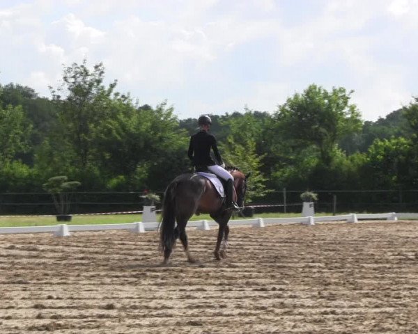 Reitturnier Hille 2017