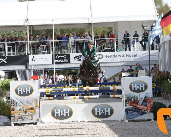 jumper Oak Grove's I'm The One (KWPN (Royal Dutch Sporthorse), 2013, from I'm Special de Muze)