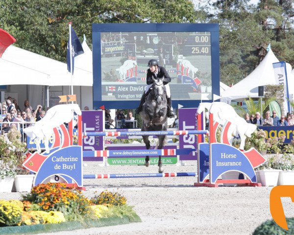 stallion Irvington VDL (Zangersheide riding horse, 2013, from Dallas VDL Z)