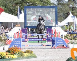 stallion Irvington VDL (Zangersheide riding horse, 2013, from Dallas VDL Z)