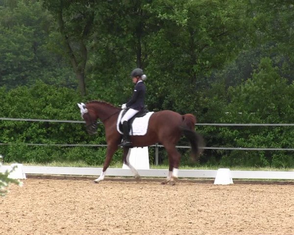 Reitturnier Hille 2017