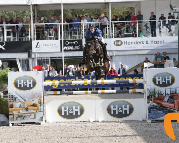 jumper H-red Beauty Girl P und A (Belgium Sporthorse, 2013, from Red Star M) jumper H-red Beauty Girl P und A (Belgium Sporthorse, 2013, from Red Star M)
