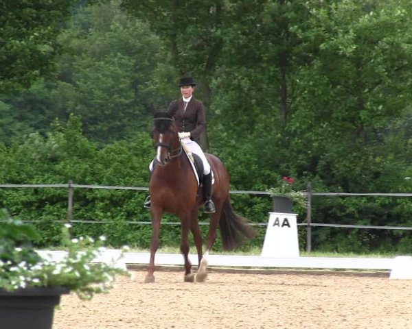 Reitturnier Hille 2017