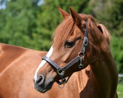 broodmare Nancy 335 (German Riding Pony, 2004, from Nantano)