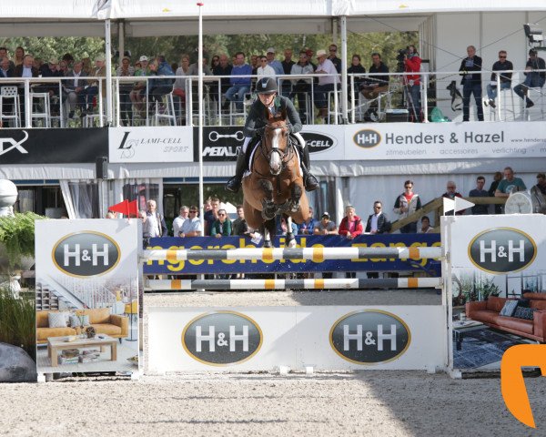 Springpferd Chinett Ask (Dänisches Warmblut, 2013, von Ci Ci Senjor Ask)