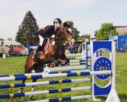 jumper Kalle 113 (German Riding Pony, 2009, from Kentucky Dream)