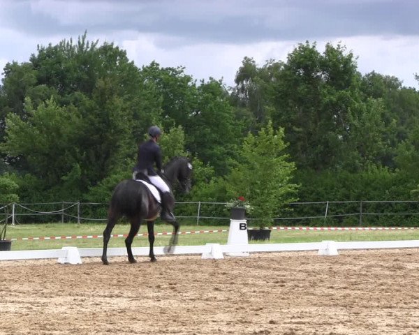 Reitturnier Hille 2017