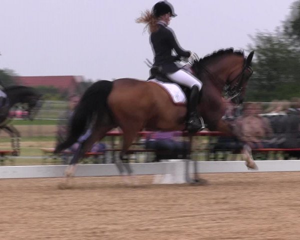 Reitturnier Hille 2017