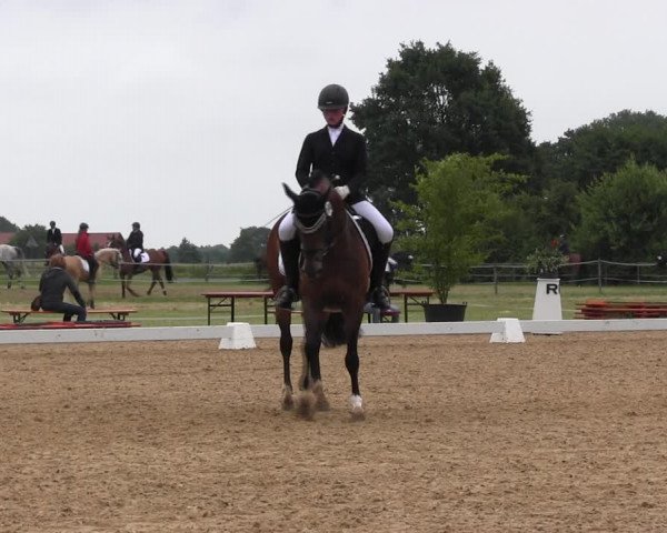 Reitturnier Hille 2017