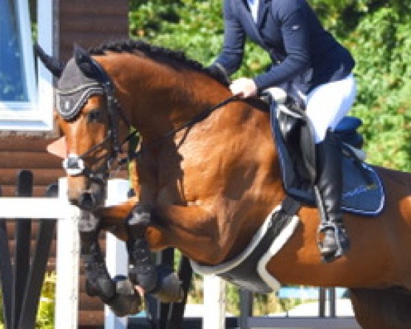 Springpferd Stalypsa G (Oldenburger, 2007, von Stalypso)