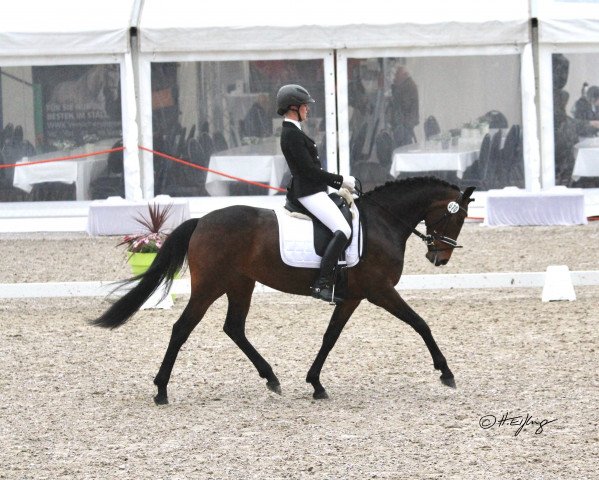 dressage horse Shalom 174 (Westphalian, 2014, from Sunday)