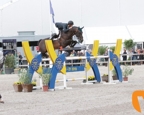 jumper Valentino de Hus Z (Zangersheide riding horse, 2010, from Vivaldi du Seigneur)