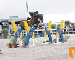 jumper Valentino de Hus Z (Zangersheide riding horse, 2010, from Vivaldi du Seigneur)