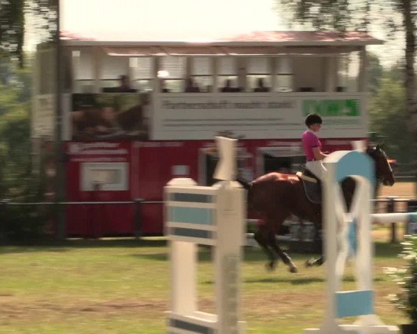 Reitturnier Hille 2017