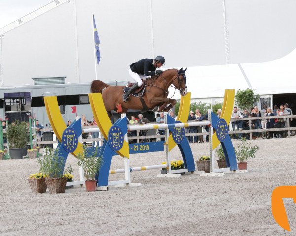 Springpferd Hocus Pocus de Messitert (Belgisches Warmblut, 2007, von Quidam de Revel)