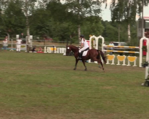 Reitturnier Hille 2017