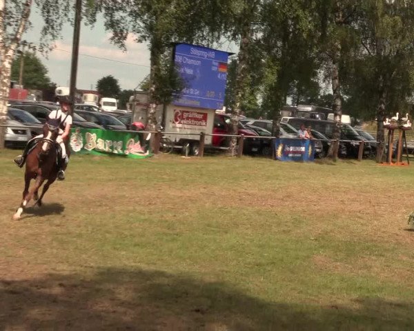 Reitturnier Hille 2017