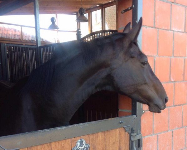 broodmare Ruling-Royal (Oldenburg, 2001, from Rubin Royal OLD)