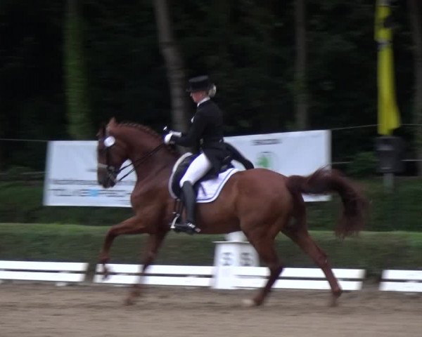 Reitturnier Krefeld - Reitanlage Kühnen 2017