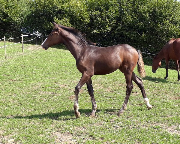 broodmare Croela CH (Swiss Warmblood, 2018, from Croesus)