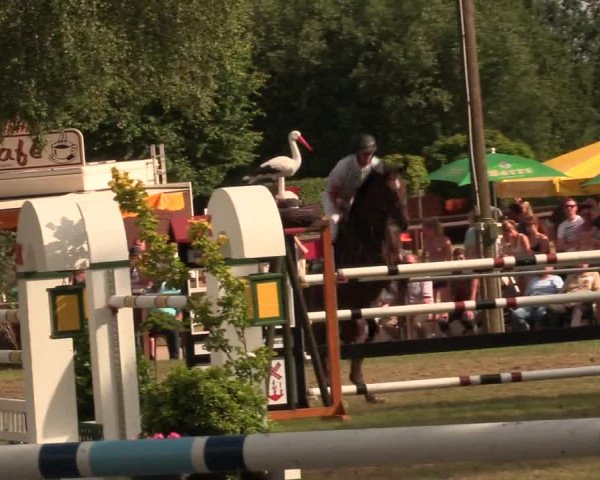 Reitturnier Hille 2017