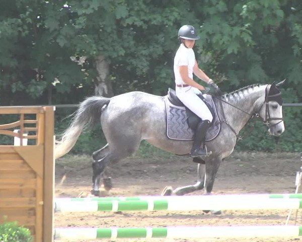 Reitturnier Wiesloch 2017