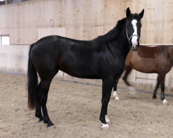 jumper Combarda CH (Swiss Warmblood, 2015, from HRH Colombardo)