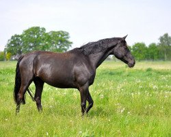 broodmare Heavenly (Hanoverian, 2002, from Hohenstein I)
