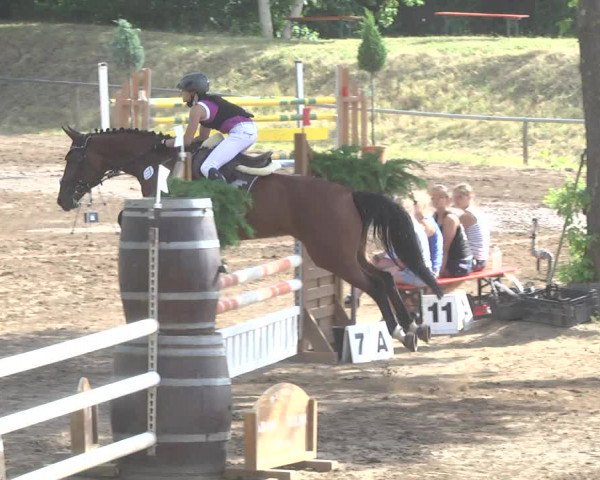 Reitturnier Wiesloch 2017