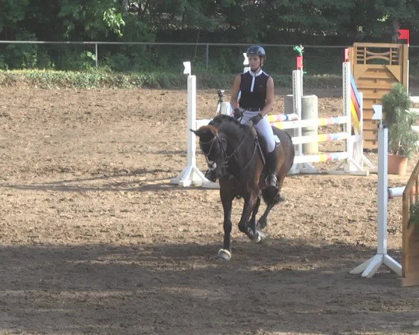 Reitturnier Wiesloch 2017