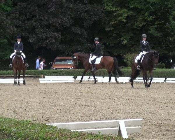 Reitturnier Krefeld - Reitanlage Kühnen 2017