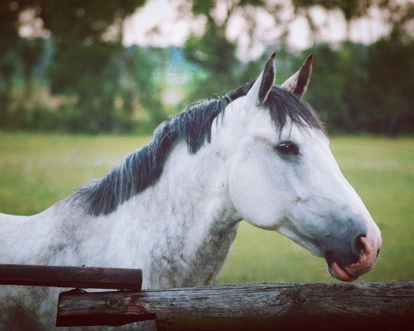 jumper Cosmic 16 (Hanoverian, 2008, from Cassus 2)