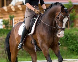 dressage horse Diabolo 566 (Bavarian, 2011, from Don Diamond)