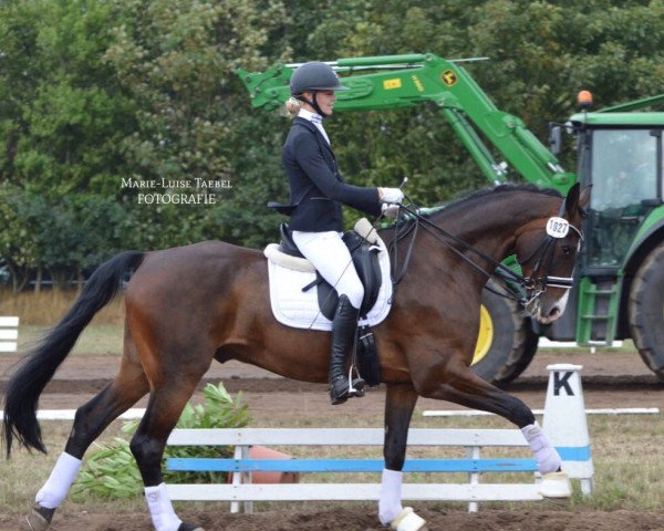 Dressurpferd Stefan 20 (Hannoveraner, 2008, von Stedinger)