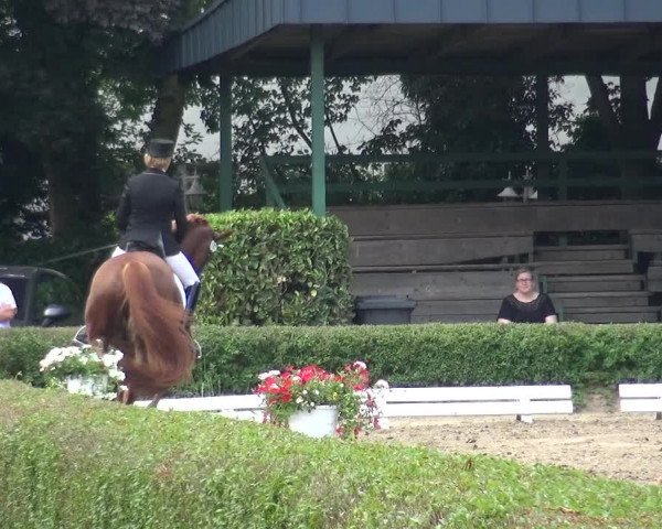 Reitturnier Krefeld - Reitanlage Kühnen 2017