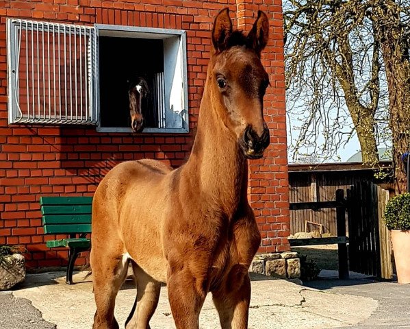 stallion J´adore Voyager Y (Westphalian, 2019, from Jovian)