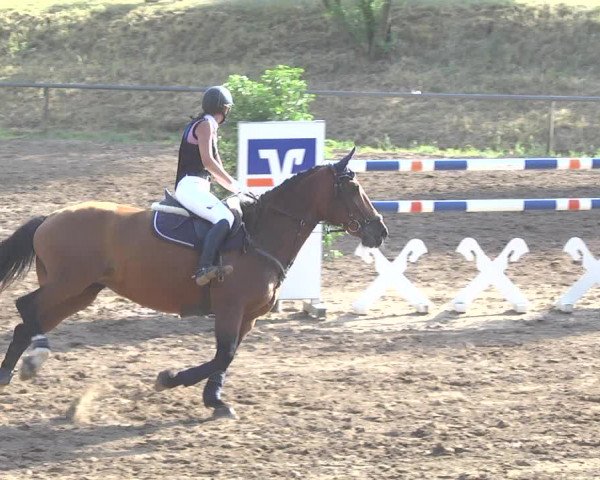 Reitturnier Wiesloch 2017