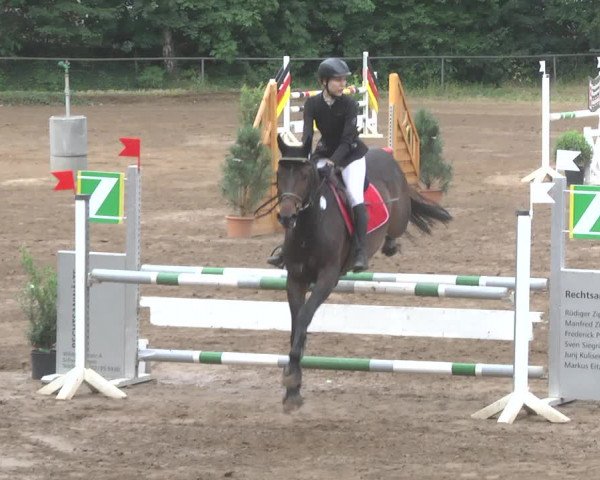 Reitturnier Wiesloch 2017