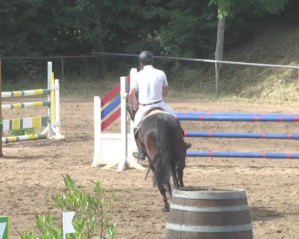 Reitturnier Wiesloch 2017