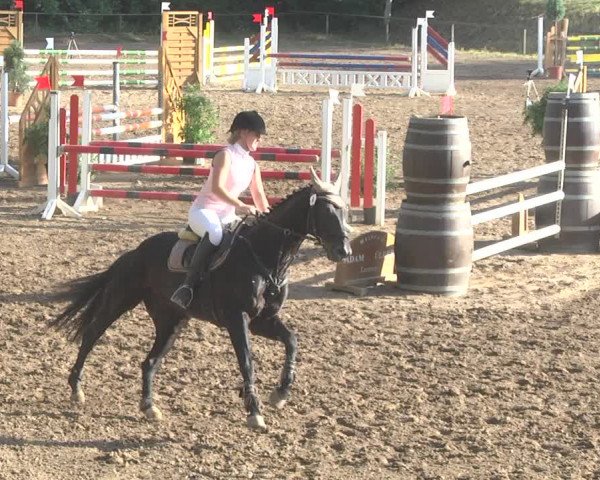 Reitturnier Wiesloch 2017