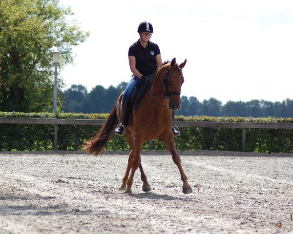 horse Don Giovanni (Hanoverian, 2008, from Don Vino)