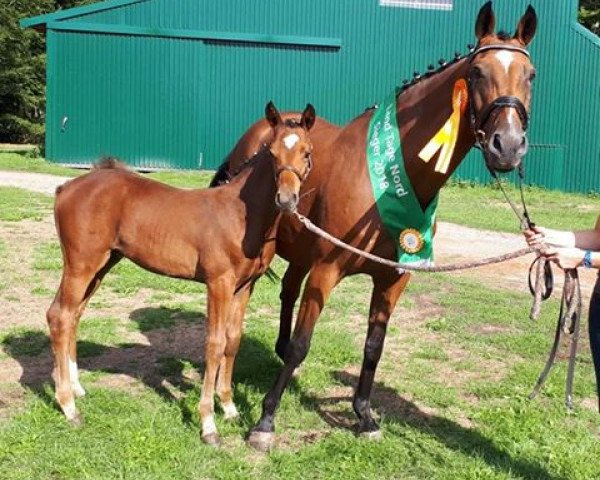 horse Checkpoint S (Oldenburg show jumper, 2018, from K.i Checkter)