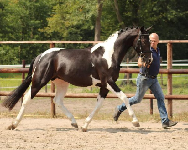 stallion Special Effekt (Pinto / Hunter, 2015, from Sunny Boy)