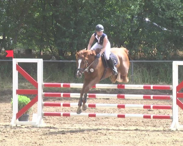 Reitturnier Wiesloch 2017