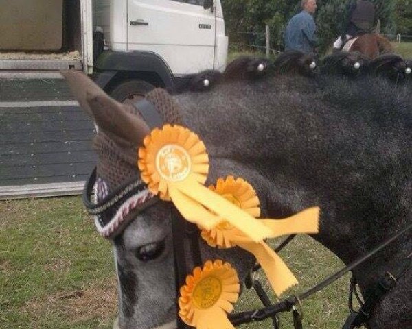 Zuchtstute Let's Dance 91 (Nederlands Rijpaarden en Pony, 2009, von First Stayerhof's Ramzi H)