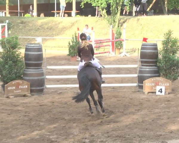 Reitturnier Wiesloch 2017