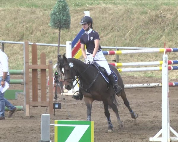 Reitturnier Wiesloch 2017
