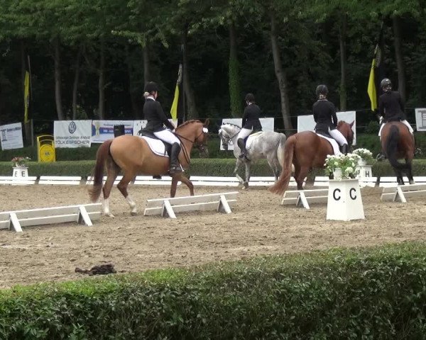 Reitturnier Krefeld - Reitanlage Kühnen 2017