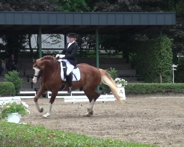 Reitturnier Krefeld - Reitanlage Kühnen 2017