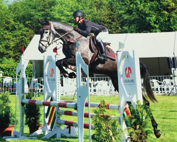 broodmare Camira 95 (Holsteiner, 2013, from Con Cosmos) broodmare Camira 95 (Holsteiner, 2013, from Con Cosmos)